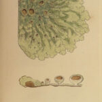 1844 English Botany James Sowerby Color Cryptogam Lichens Fungi Mosses Algae