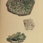 1844 English Botany James Sowerby Color Cryptogam Lichens Fungi Mosses Algae