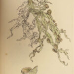 1844 English Botany James Sowerby Color Cryptogam Lichens Fungi Mosses Algae
