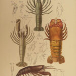 1840 Natural History of Crustaceans Shrimp Lobster Ocean Crab Illustrated Atlas