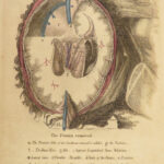 1813 Anatomy of Heart Cranium & Brain Medicine Surgery Cardiology Neurology RARE