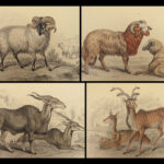 1836 Jardine Naturalist Natural Mammals Africa Buffalo Oxen Bison Cows Cattle