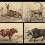 1836 Jardine Naturalist Natural Mammals Africa Buffalo Oxen Bison Cows Cattle