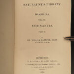 1836 Jardine Naturalist Natural Mammals Africa Buffalo Oxen Bison Cows Cattle