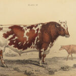 1836 Jardine Naturalist Natural Mammals Africa Buffalo Oxen Bison Cows Cattle