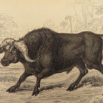 1836 Jardine Naturalist Natural Mammals Africa Buffalo Oxen Bison Cows Cattle