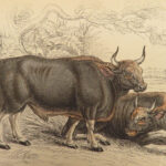 1836 Jardine Naturalist Natural Mammals Africa Buffalo Oxen Bison Cows Cattle