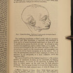 1883 Charles Darwin Descent of Man Evolution Natural History Monkeys Science