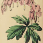 1853 FLOWERS Floricultural Cabinet Florist Magazine Color Botany Botanical ART