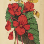 1853 FLOWERS Floricultural Cabinet Florist Magazine Color Botany Botanical ART