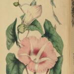 1853 FLOWERS Floricultural Cabinet Florist Magazine Color Botany Botanical ART