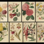 1859 Gardeners Assistant BEAUTIFUL Color Illustrated Plants Botany Flowers Fruit