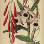 1859 Gardeners Assistant BEAUTIFUL Color Illustrated Plants Botany Flowers Fruit