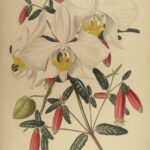 1859 Gardeners Assistant BEAUTIFUL Color Illustrated Plants Botany Flowers Fruit
