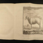 1755 Buffon DOGS Natural History ANIMALS 52 Illustrated PIGS Goats Sheep Rams