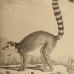 1765 Buffon Natural History ANIMALS Illustrated Giraffe Lemur Mongoose Zoology