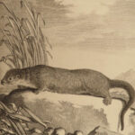 1765 Buffon Natural History ANIMALS Illustrated Giraffe Lemur Mongoose Zoology