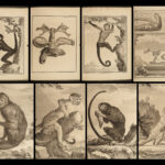 1767 Buffon MONKEY Primate Evolution Zoology Natural History ANIMALS Illustrated