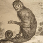 1767 Buffon MONKEY Primate Evolution Zoology Natural History ANIMALS Illustrated
