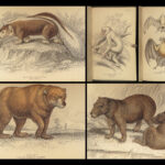 1842 Naturalists Library Mammalia Jardine Animal Science Mammals Bear Lions ART