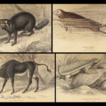 1842 Naturalists Library Mammalia Jardine Animal Science Mammals Bear Lions ART