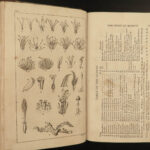 1818 BOTANY Linnaeus British Plants Withering Natural Science Flora 4v Botanical