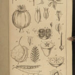 1818 BOTANY Linnaeus British Plants Withering Natural Science Flora 4v Botanical