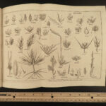 1818 BOTANY Linnaeus British Plants Withering Natural Science Flora 4v Botanical