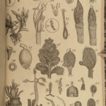 1818 BOTANY Linnaeus British Plants Withering Natural Science Flora 4v Botanical