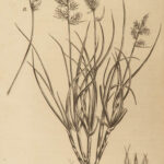 1818 BOTANY Linnaeus British Plants Withering Natural Science Flora 4v Botanical