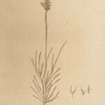 1818 BOTANY Linnaeus British Plants Withering Natural Science Flora 4v Botanical