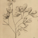 1818 BOTANY Linnaeus British Plants Withering Natural Science Flora 4v Botanical