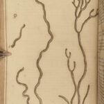 1818 BOTANY Linnaeus British Plants Withering Natural Science Flora 4v Botanical