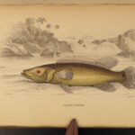 1843 FISH 1ed Jardine FISHING Piranha Salmon Dorsa Ichthyology Africa Guiana ART