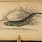 1843 FISH 1ed Jardine FISHING Piranha Salmon Dorsa Ichthyology Africa Guiana ART