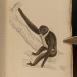 1833 1ed MONKEY Evolution Primate Chimpanzee Orangutan Color Illustrated Jardine