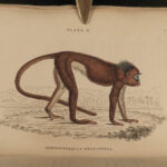 1833 1ed MONKEY Evolution Primate Chimpanzee Orangutan Color Illustrated Jardine