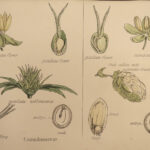 1874 1ed Illustrations Vegetable Kingdom Botany 109 Botanical Flower Color ART!