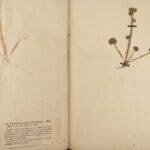 1806 1ed George Don British Plants DRIED LEAVES Botany Herbarium Britannicum