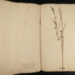 1806 1ed George Don British Plants DRIED LEAVES Botany Herbarium Britannicum