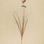 1806 1ed George Don British Plants DRIED LEAVES Botany Herbarium Britannicum