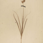 1806 1ed George Don British Plants DRIED LEAVES Botany Herbarium Britannicum