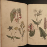 1810 Herbal Medicine John Hill Family Botany Drugs Distillation Brewing Pharmacy