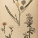 1810 Herbal Medicine John Hill Family Botany Drugs Distillation Brewing Pharmacy