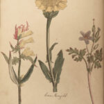 1810 Herbal Medicine John Hill Family Botany Drugs Distillation Brewing Pharmacy