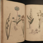 1810 Herbal Medicine John Hill Family Botany Drugs Distillation Brewing Pharmacy