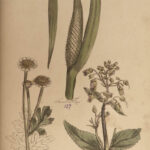 1810 Herbal Medicine John Hill Family Botany Drugs Distillation Brewing Pharmacy