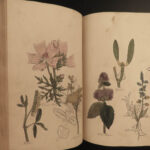 1810 Herbal Medicine John Hill Family Botany Drugs Distillation Brewing Pharmacy
