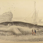 1837 WHALES Dolphins 1ed Jardine Naturalist Library Mammalia Cetacea Porpoises