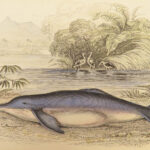 1837 WHALES Dolphins 1ed Jardine Naturalist Library Mammalia Cetacea Porpoises
